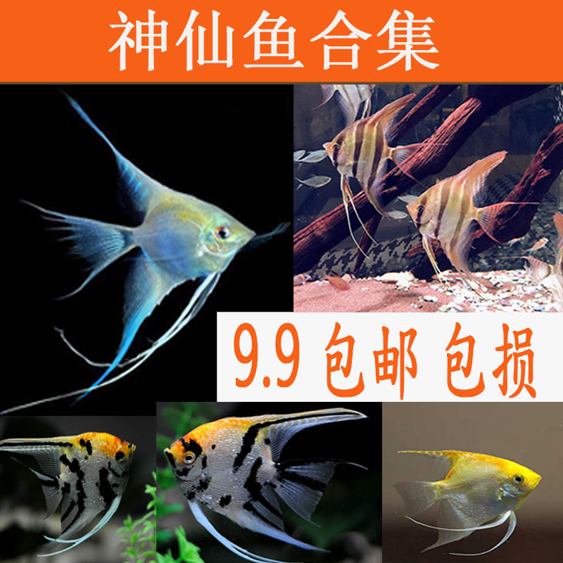 观赏鱼神仙鱼燕鱼秘鲁燕鱼鱼苗活体包活宠物套餐天使鱼热带鱼小型