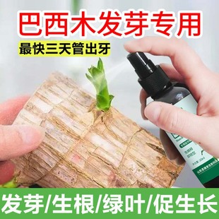 巴西木营养液发芽专用生根催芽液水培专用肥生长缓慢植物活力素