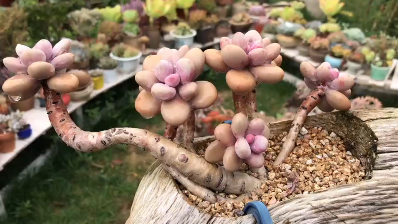 木质_桃蛋 桃美人木质老桩 多肉植物一物一拍云南精品萌肉小芳菠萝