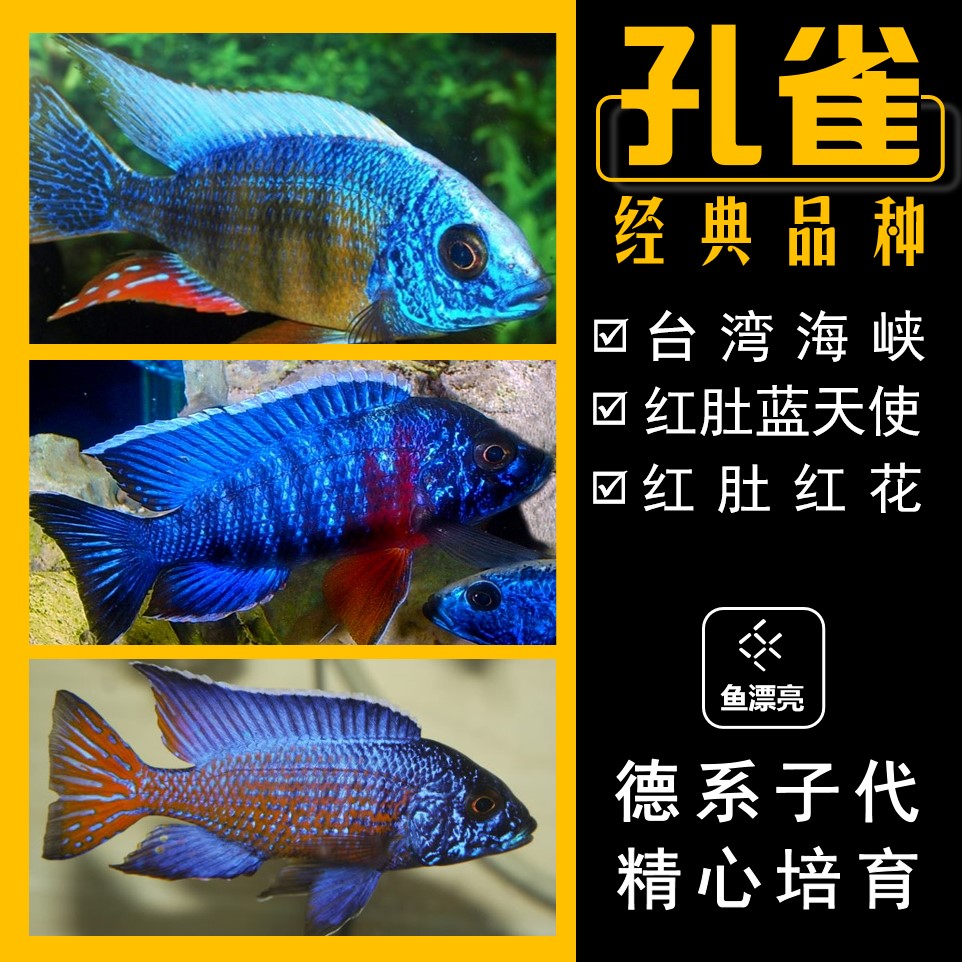红肚三湖慈鲷马鲷鱼蓝天使红膊头台湾海峡红花孔雀
