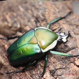 白条绿花金龟成虫甲虫活体年大兜虫锹甲花金龟热门个性宠物