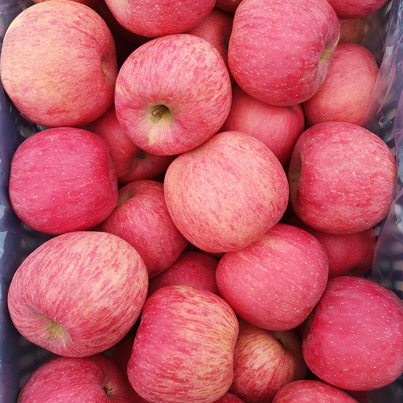 老程赞陕西洛川红富士大苹果新鲜孕妇水果产地直供非阿克苏冰糖心