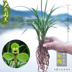 兰花苗春兰 宋梅 不带花苞植物盆栽花卉室内绿植植物种子客厅阳台