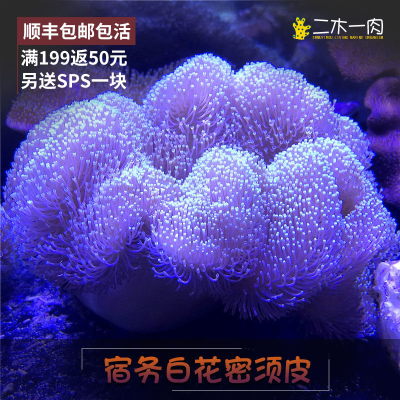 二木一肉的优惠券大全—宿务白花密须皮 海水生物 lps珊瑚 活体珊瑚