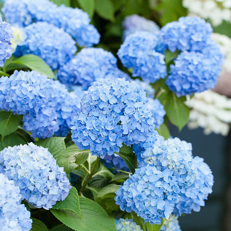 热销蓝色绣球花