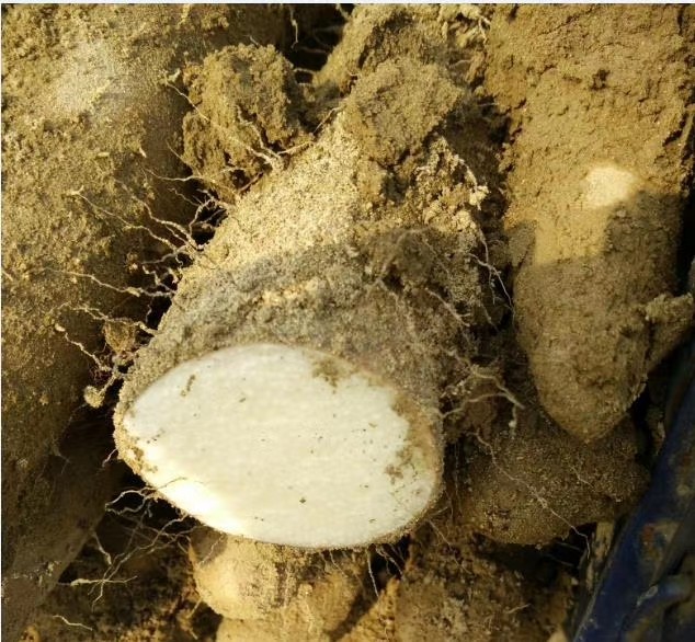 襄阳老河口炖汤脆山药九斤黄菜山药煲汤白玉山药新鲜现挖3510斤