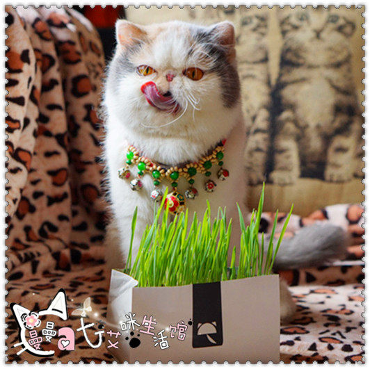 澳洲vetreska未卡无土有机猫草狗尾巴草纸袋栽培化毛去毛球猫咪草