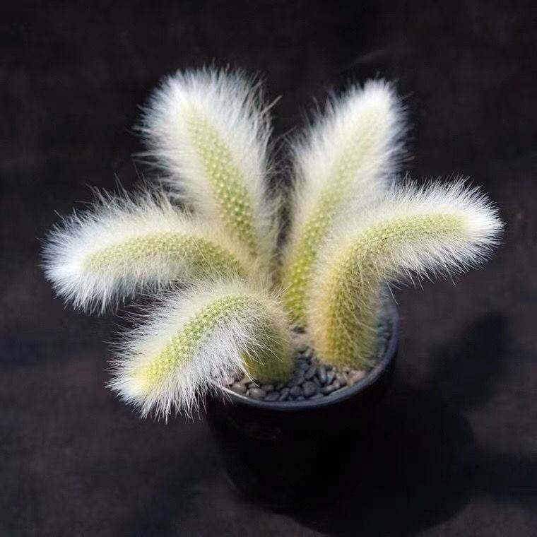 8猴尾柱多肉植物九尾狐猴尾巴开花仙人掌长毛一物一拍大花丽花红花已