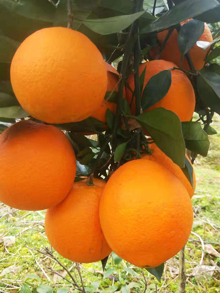 一折永州冰糖橙_湖南永州道州脐橙新鲜甜橙孕妇水果时令橙子五斤包邮