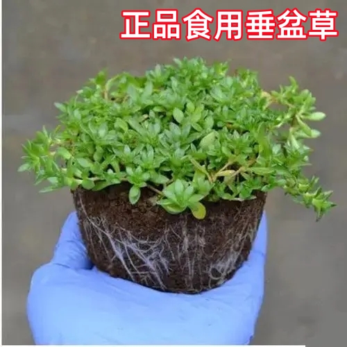 正宗垂盆草食用养肝护肝药用现采现发