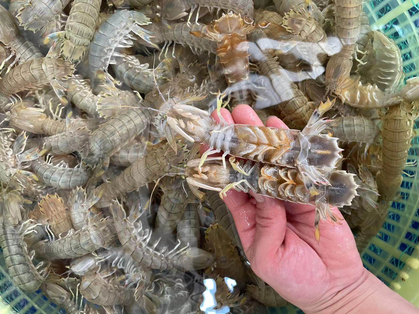 皮皮虾鲜活特大