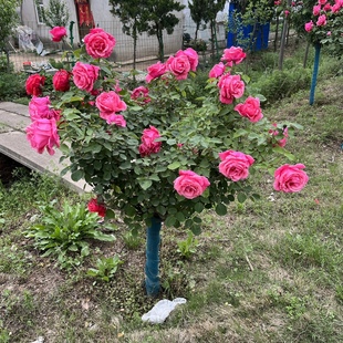 树桩月季特大花庭院阳台高杆棒棒糖树状花苗多色带花四季开花植物