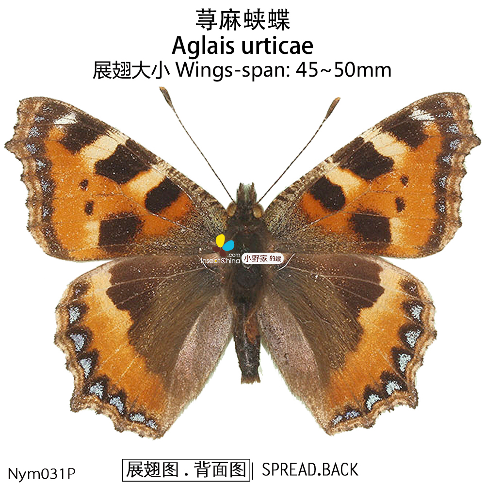 荨麻蛱蝶aglais urticae 小野家的蝶