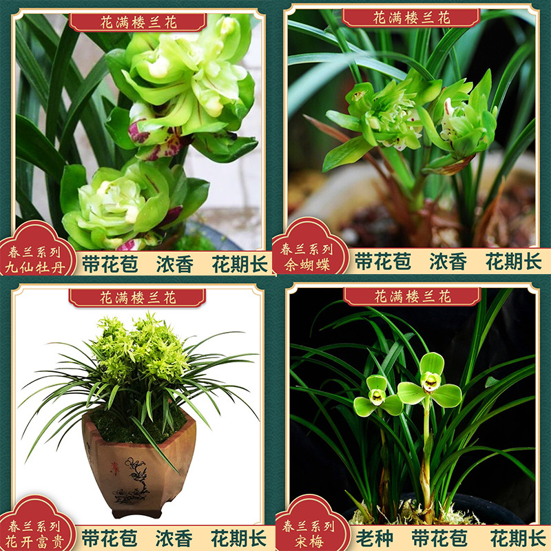 花满楼兰花苗春兰铭品宋梅余蝴蝶九仙牡丹花开富贵带花苞好养