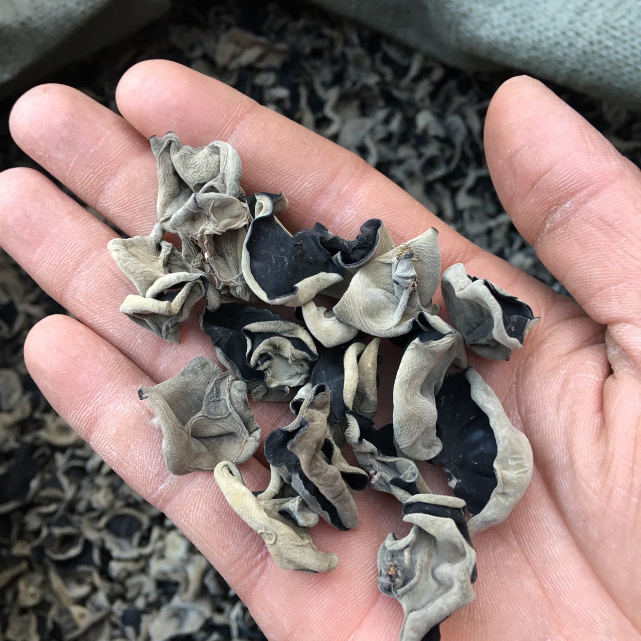 东北黑木耳 秋木耳干货500g包邮 无根肉厚 筋道爽口云耳非小碗耳