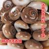 丹東鮮活香螺新鮮扁玉螺海鮮水産貝類鮮活活香螺海螺壹份3斤順豐 丹東鮮活香螺新鮮扁玉螺海鮮水産貝類鮮活活香螺海螺壹份3斤順豐
