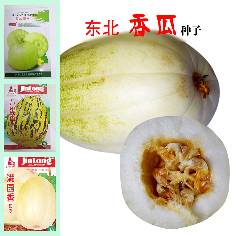 香瓜种子东北甜瓜种籽老品种白糖罐八里香薄皮灰鼠子