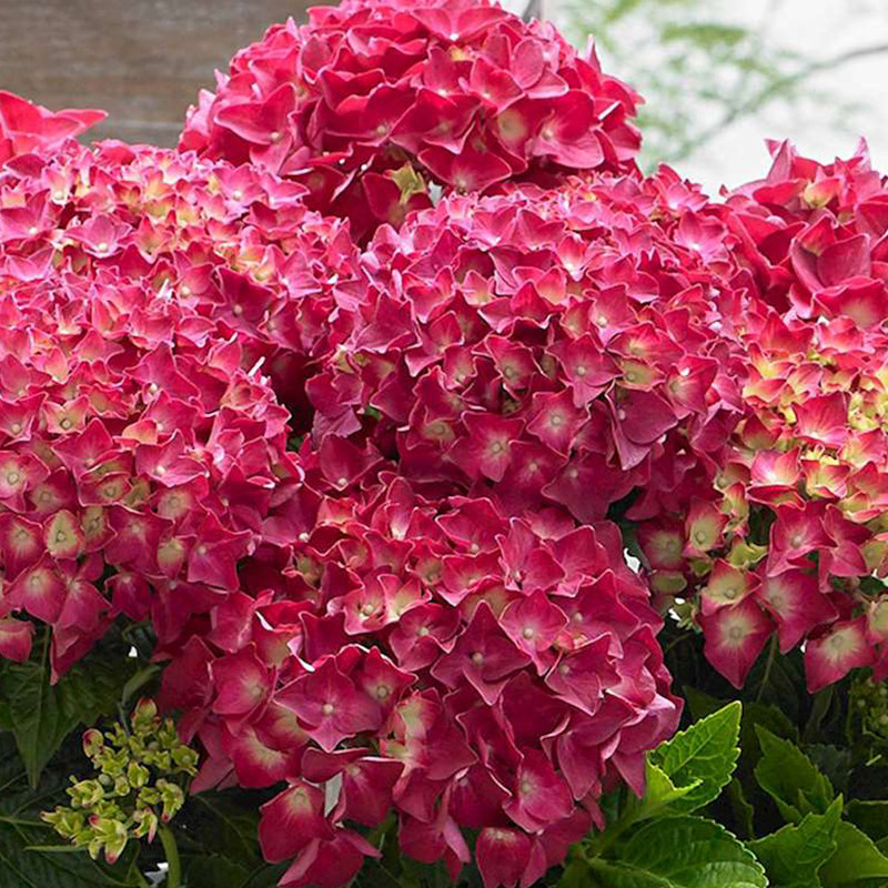 绣球花苗盆栽阳台花卉花神玉段花庭院四季好养耐寒观花植物 1加仑