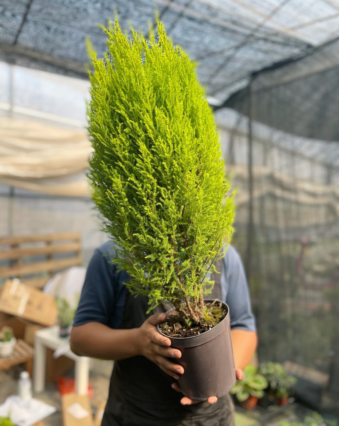 金冠柏大额优惠券