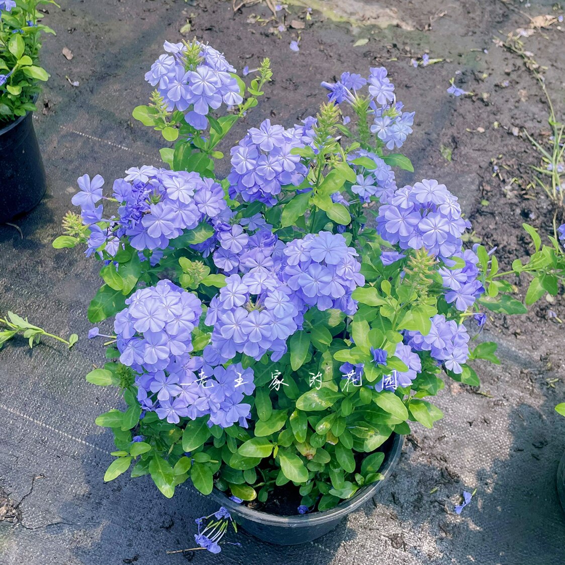 夏季蓝色花海 蓝雪花白雪花盆栽阳台好养庭院爬藤开花 耐高温暴晒