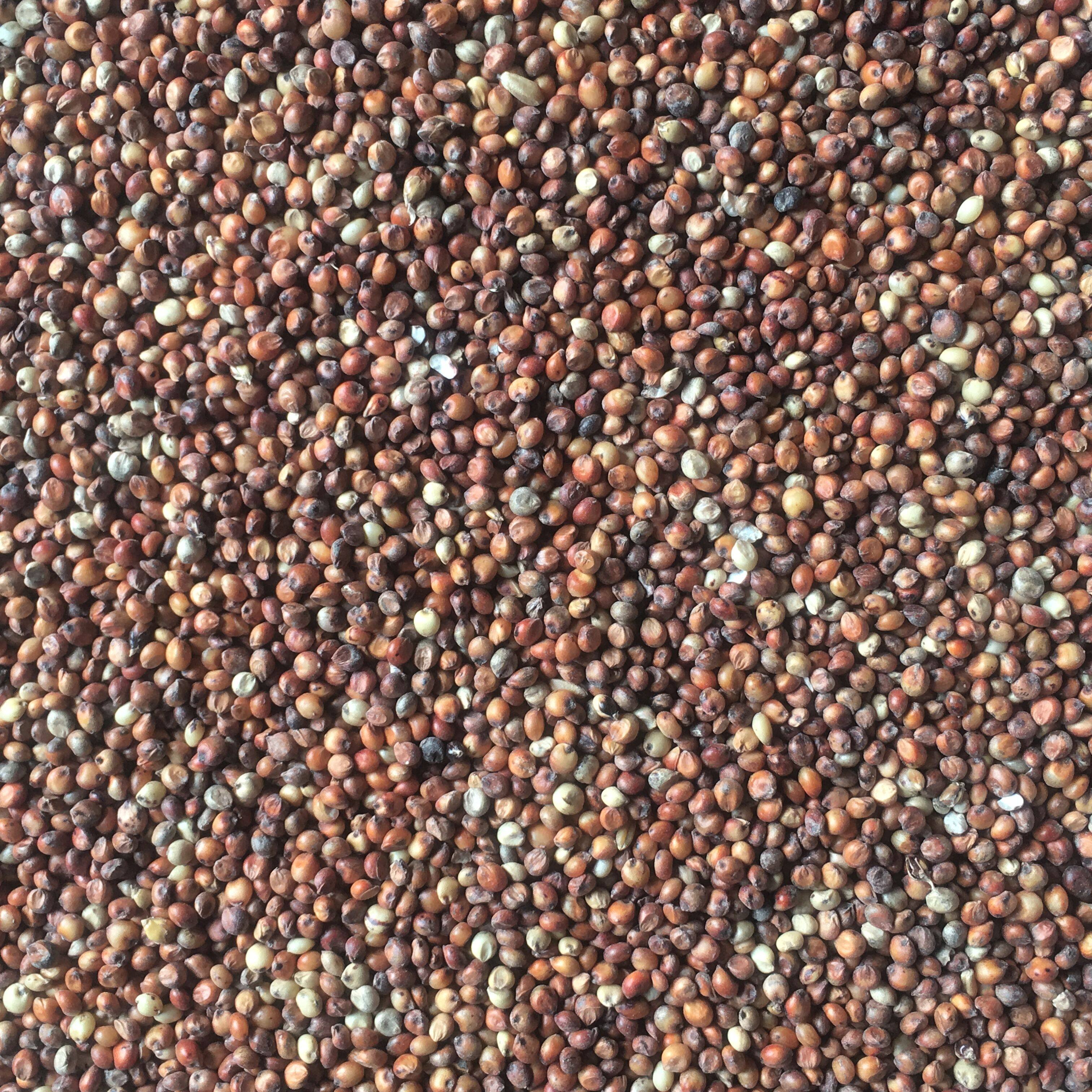 高粱带壳红白高粱米米未脱皮健脾脾胃酿酒鸽子鸟食