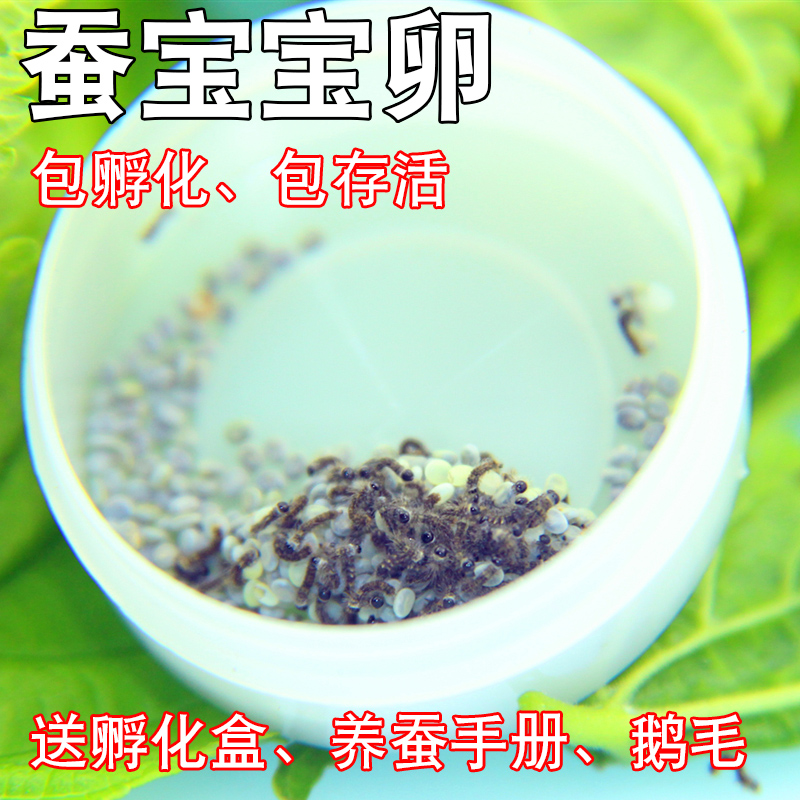 耕耘严选学生养蚕宝宝卵籽白色活体春蚕天然彩色蚕卵结彩色茧子