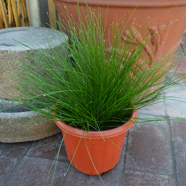 热销龙须草盆栽