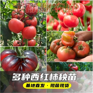 家庭种植番茄苗果苗毛粉口感普罗旺斯黑牛排草莓番茄苗四季蔬菜苗