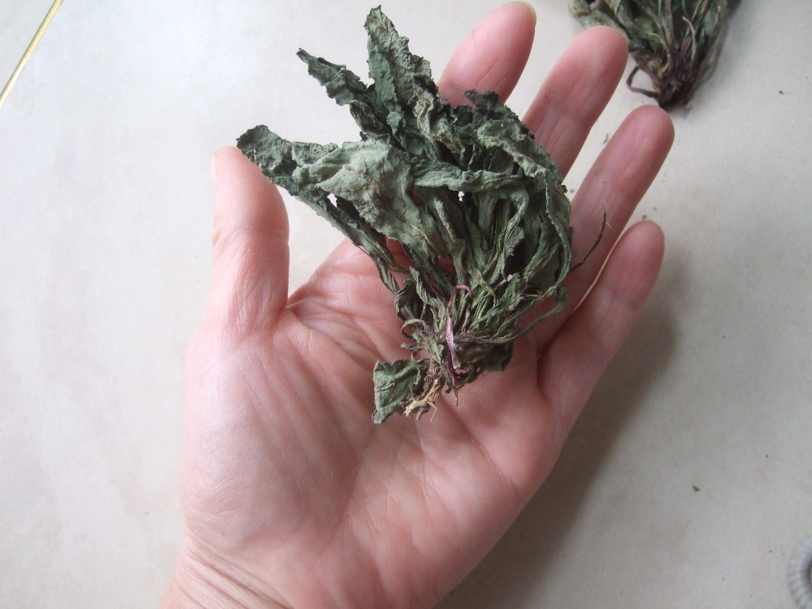 90淘宝新品纯野生晒干蛤蟆草癞蛤蟆草茶荔枝草雪见草皱皮草蛤蟆苏包邮