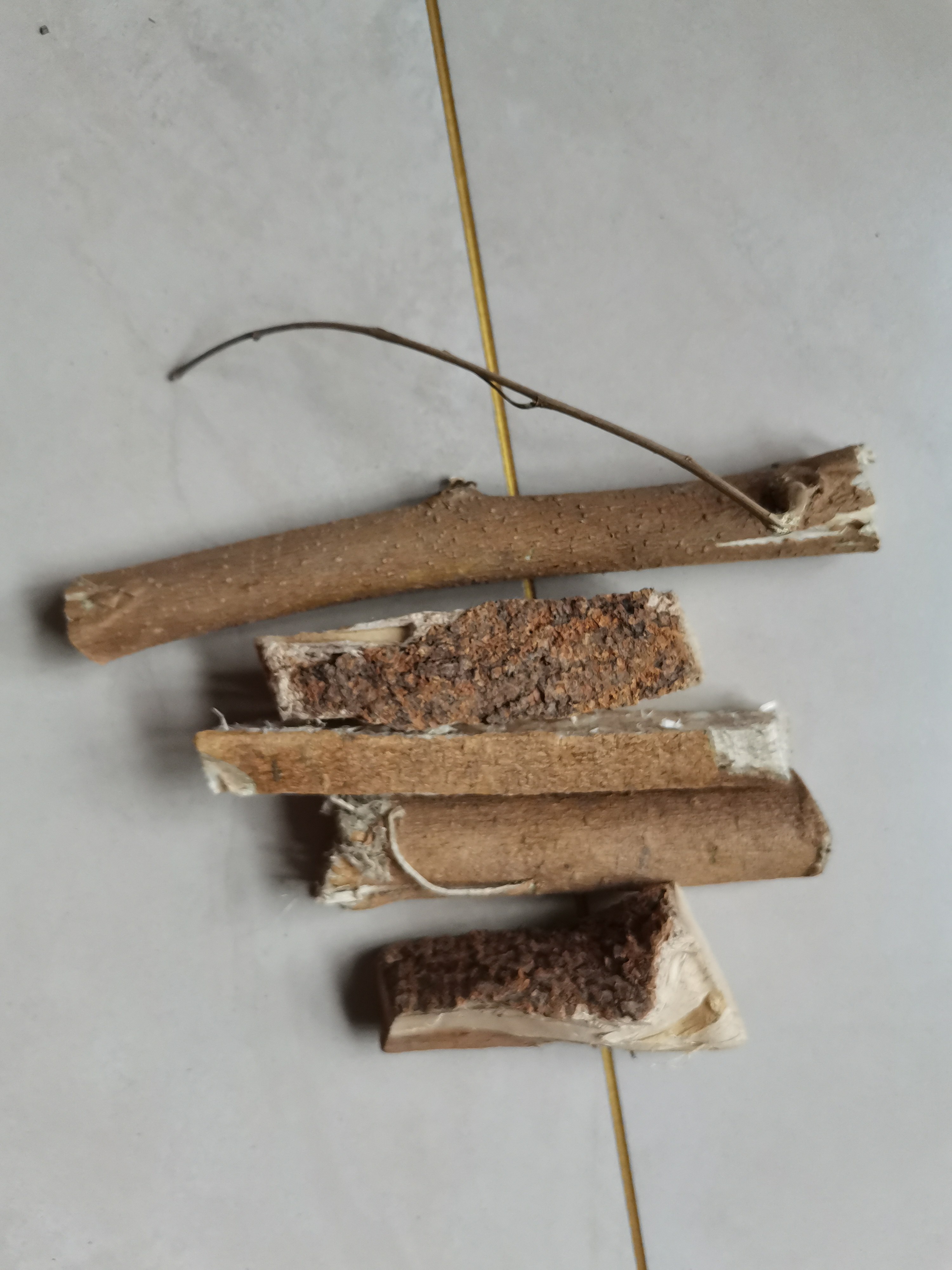 桑树枝的功效与作用(桑树枝的功效与作用和价格)