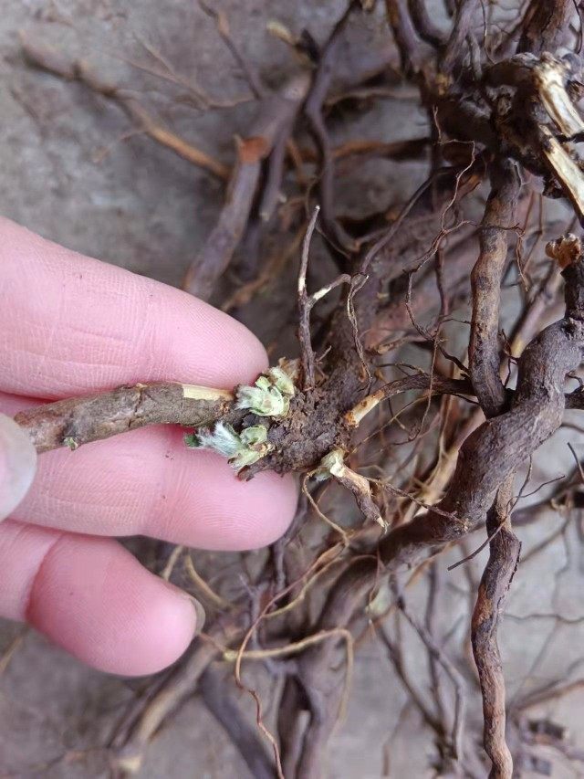 茅莓根 茅梅根 红梅消根 三月泡根 蛇泡筋