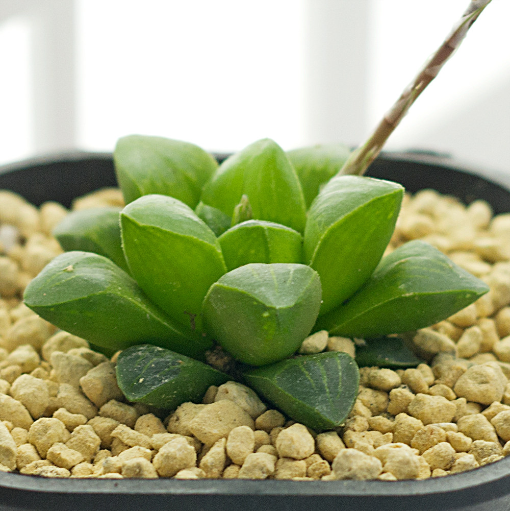 玉露类 康氏十二卷 康平寿 春庭乐寿 盆栽防辐射