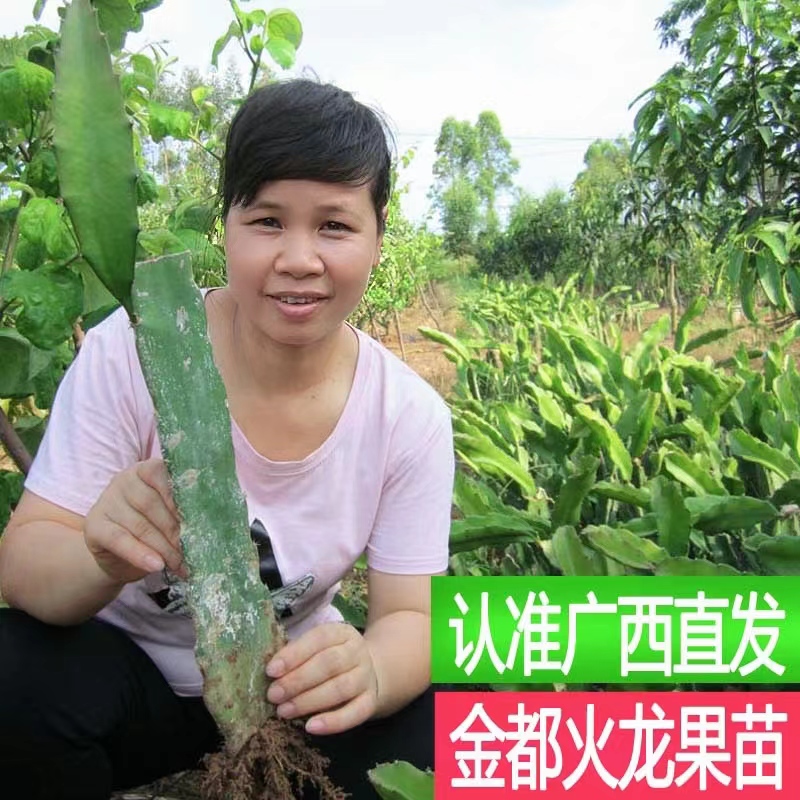 红心红肉火龙果苗南北方种植盆栽地栽庭院阳台果树苗带根当年结果