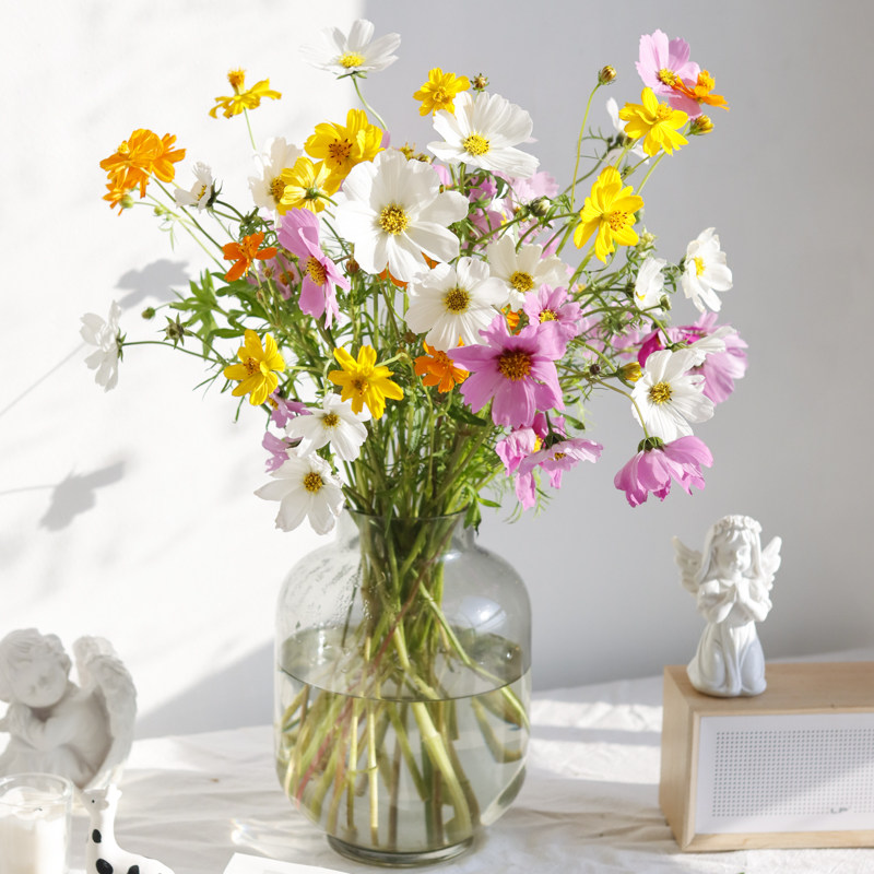 上海鲜花批发_格桑花鲜花国产上海直发家用办公室水养瓶插花顺丰鲜