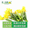【老壹生鮮】新鮮蔬菜新鮮小黃瓜花 500g 迷妳黃瓜苗 頂花嫩黃 【老壹生鮮】新鮮蔬菜新鮮小黃瓜花 500g 迷妳黃瓜苗 頂花嫩黃