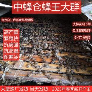 中蜂蜂王高产红背产卵阿坝广西优质新开产王双色纯种广东本地活体