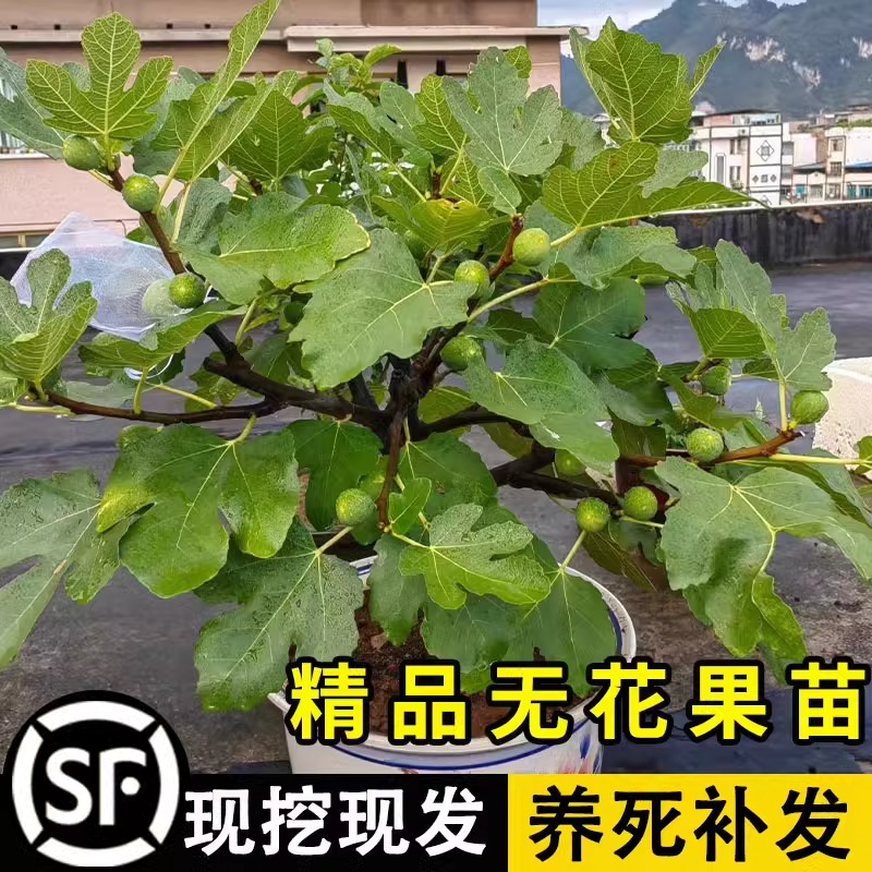 无花果树果苗波姬红特大果带果矮化盆栽四季南方北方当年结果带土