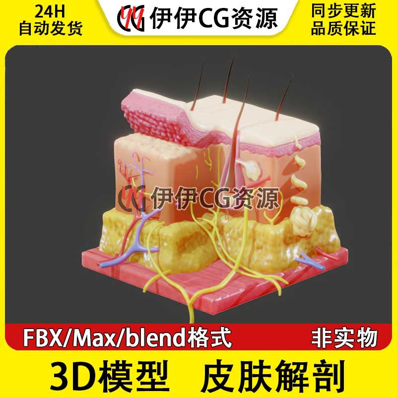 3D模型素材3Dmax文件医学结构