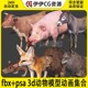 3dmax动物动画模型动物骨骼绑定鹰羊牛猪狮鹿鱼狼驴鸡fbx动作素材