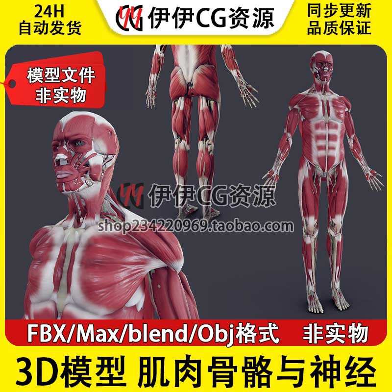 3D模型素材3Dmax医学结构解剖