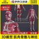 3D模型素材3Dmax医学结构解剖人体肌肉骨骼与神经血管神经系统FBX