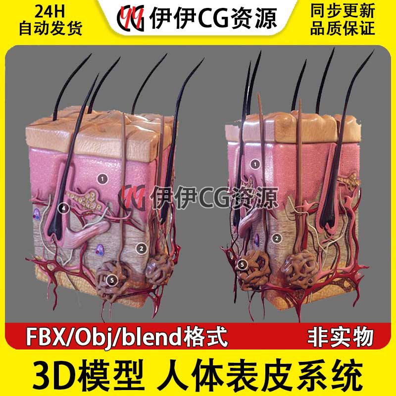 3D模型FBX人体皮肤系统截面解刨