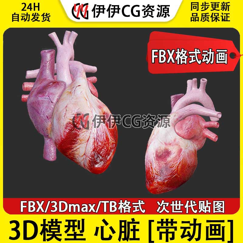 3D模型3Dmax医学人体心脏解剖