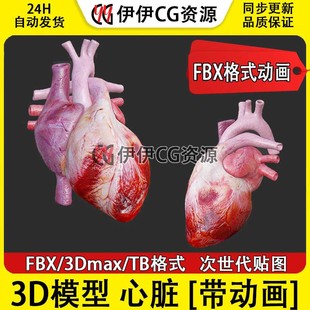 3D模型3Dmax医学人体心脏解剖心血管绑定动画文件心房Heart心脏