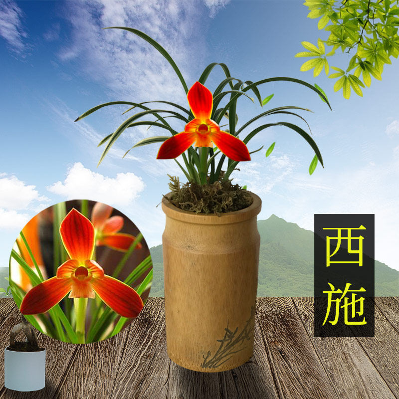 兰花 金华山 金边墨兰 浓香兰花苗室内客厅办公室盆栽 花卉 绿植