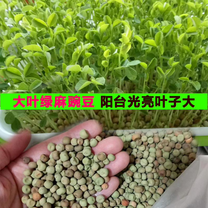 豌豆苗种子芽苗菜无土栽培水培蔬菜白豌豆麻豌豆种子孓籽荷兰豆