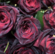 黑巴克 月季花苗开花深红色丝绒质感庭院爬藤四季可盆栽玫瑰花卉