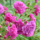 甜蜜马车月季花苗多头浓香开花紫色植物庭院四季盆栽花卉欧月玫瑰