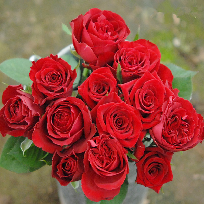 卡罗拉月季花苗大花浓香开花红色切花玫瑰四季可盆栽庭院花卉植物