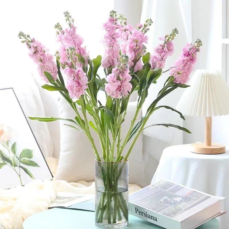 南花坊紫罗兰鲜花带香气味云南基地直发婚庆花束家庭水培插花装饰